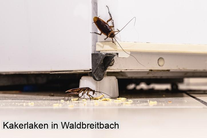 Kakerlaken in Waldbreitbach
